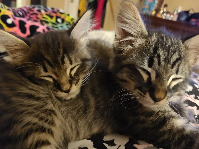 Baytown Animal Hospital Picture 3