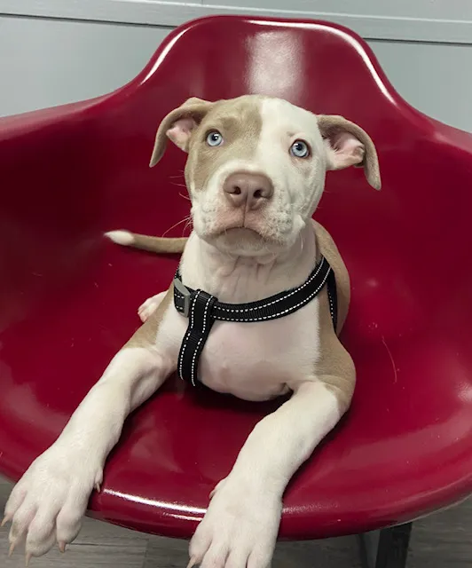 Baytown Animal Hospital Picture 8