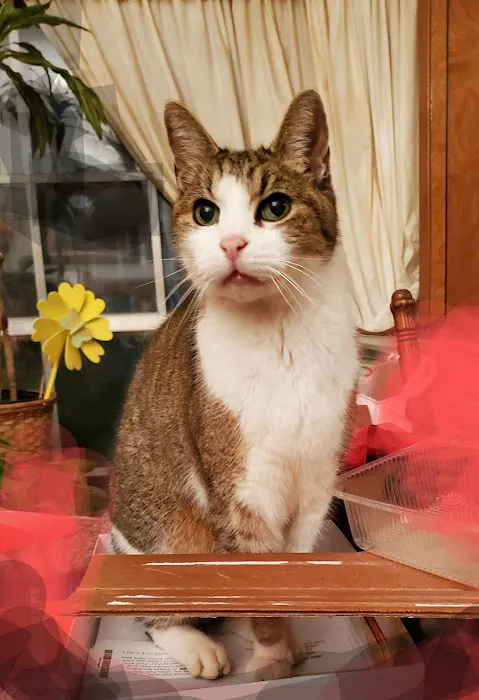 Northshore Animal Hospital, Inc. Picture 5