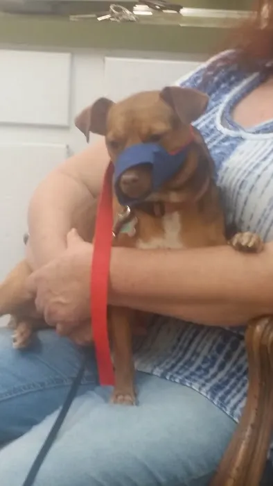 Northshore Animal Hospital, Inc. Picture 2