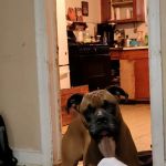 Northshore Animal Hospital, Inc.