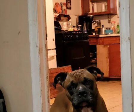 Northshore Animal Hospital, Inc.