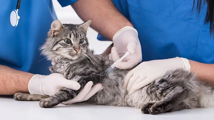 Northshore Animal Hospital, Inc. Picture 8