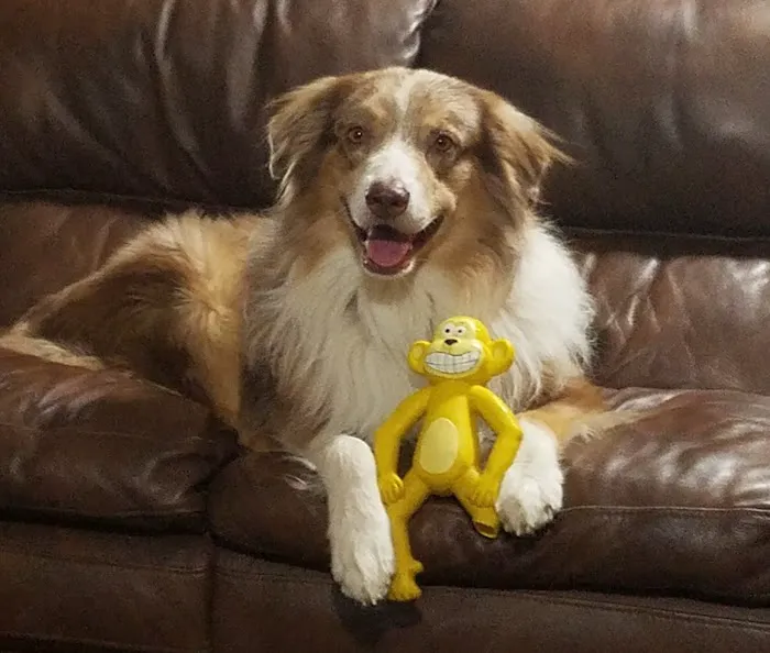 Stein, DVM Marsha Picture 1