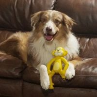 Stein, DVM Marsha ico