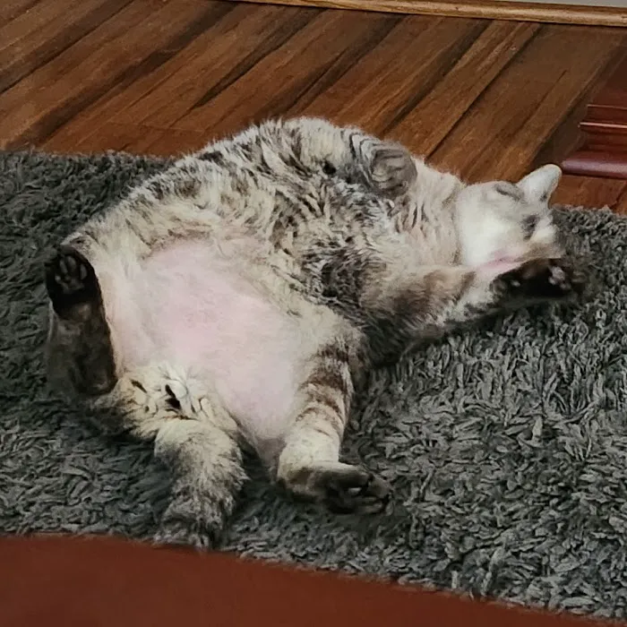 Snook Veterinary Clinic Picture 1