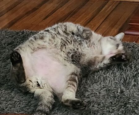 Snook Veterinary Clinic