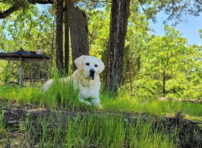 Snook Veterinary Clinic Picture 3