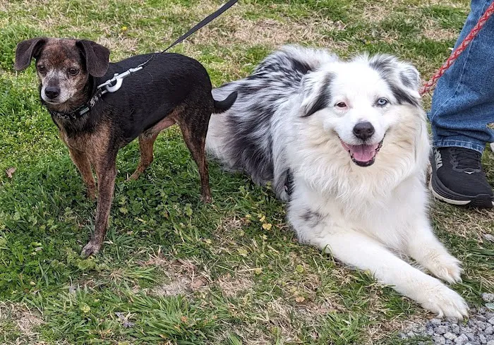 Veterinary Medical Arts Center Picture 2