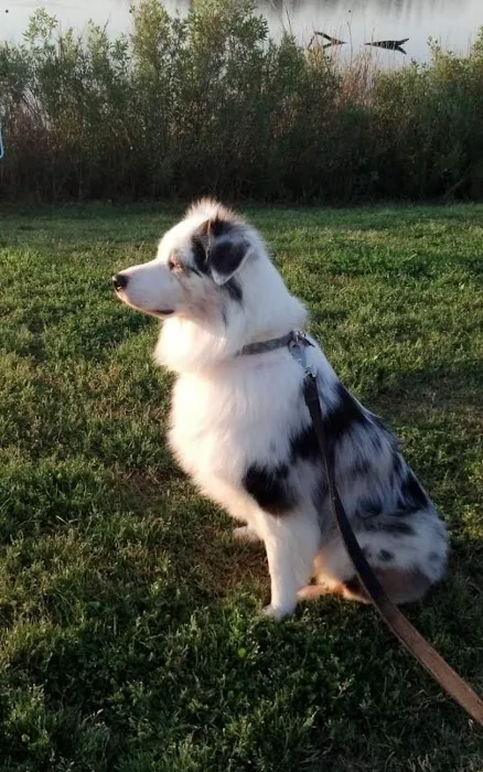 Veterinary Medical Arts Center Picture 1