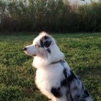 Veterinary Medical Arts Center ico