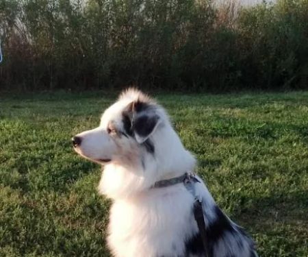 Veterinary Medical Arts Center