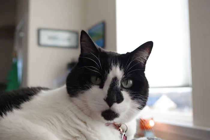 Veterinary Medical Arts Center Picture 5