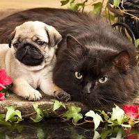 All Vet Care- Animal Hospital and Mobile Vet sevice ico