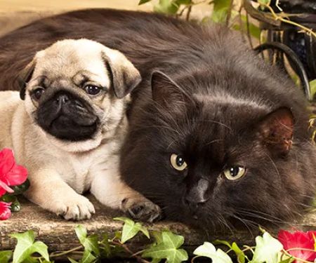 All Vet Care- Animal Hospital and Mobile Vet sevice