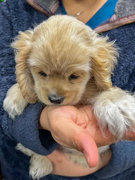 All Vet Care Animal Hospital and Rehabilitation Picture 2