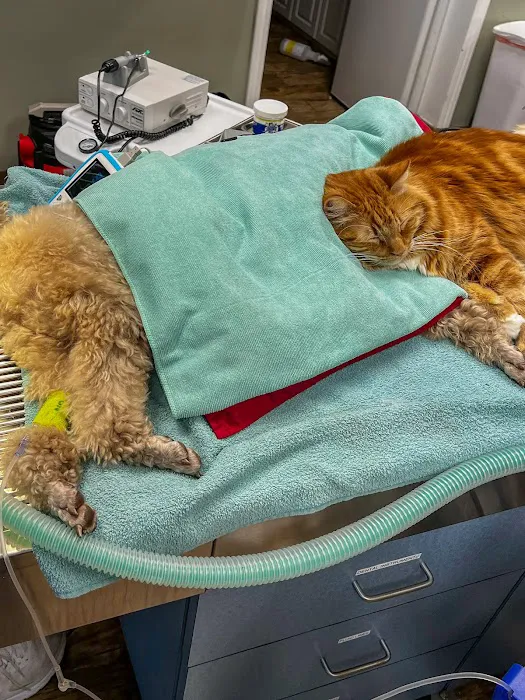 All Vet Care Animal Hospital and Rehabilitation Picture 6