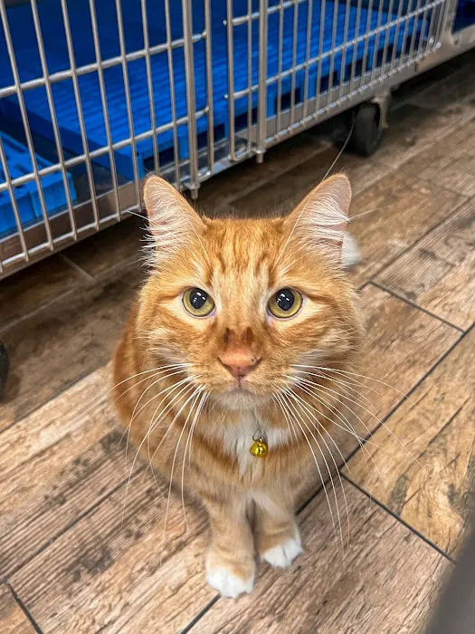 All Vet Care Animal Hospital and Rehabilitation Picture 5