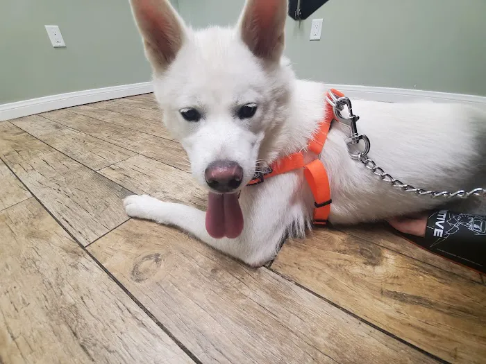 All Vet Care Animal Hospital and Rehabilitation Picture 3