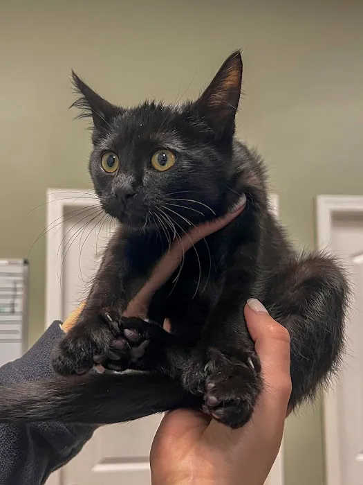 All Vet Care Animal Hospital and Rehabilitation Picture 9