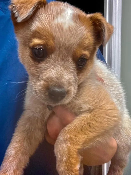 All Vet Care Animal Hospital and Rehabilitation Picture 8