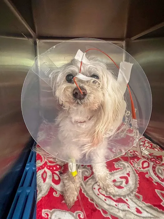 All Vet Care Animal Hospital and Rehabilitation Picture 7