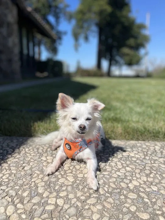 Somis Veterinary Hospital Picture 1