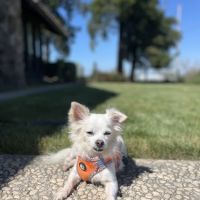 Somis Veterinary Hospital ico