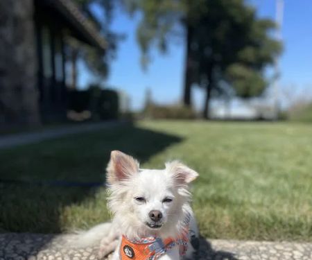 Somis Veterinary Hospital