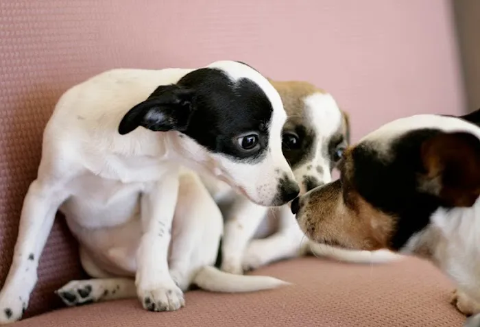 Somis Veterinary Hospital Picture 2