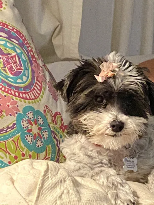 Somis Veterinary Hospital Picture 6