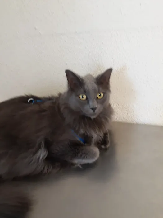 Somis Veterinary Hospital Picture 4