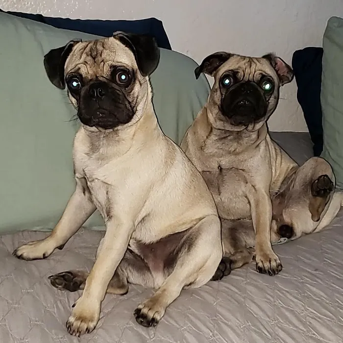 Somis Veterinary Hospital Picture 3