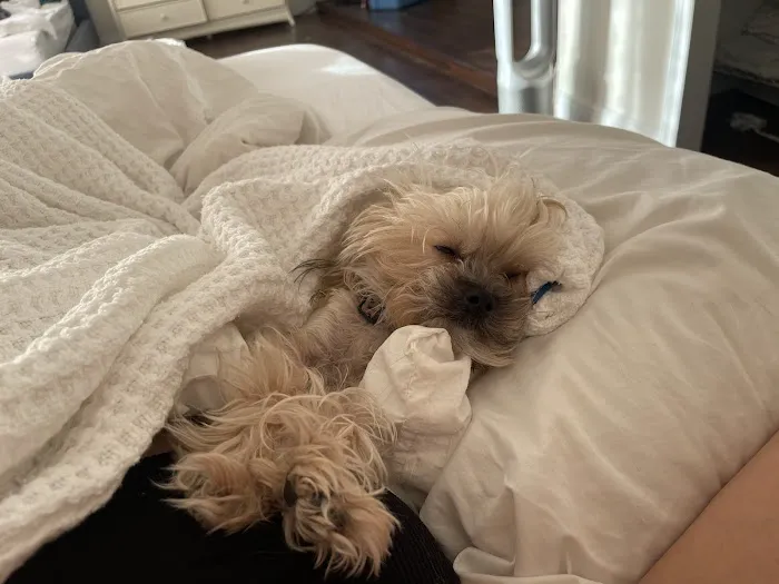 Somis Veterinary Hospital Picture 8