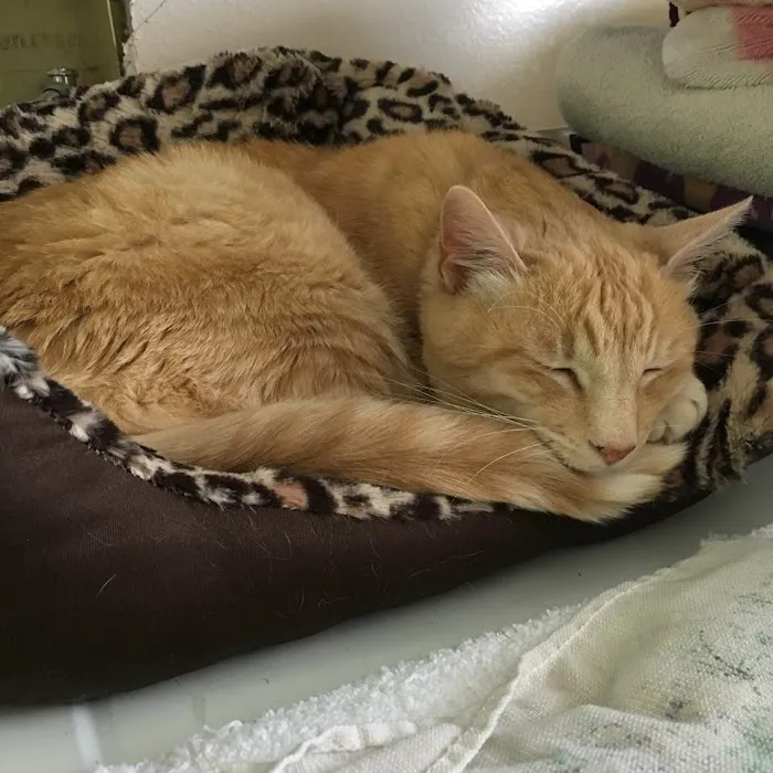 Dr. Battier's Veterinary Clinic Picture 2