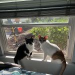 Dr. Battier's Veterinary Clinic