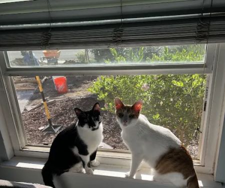 Dr. Battier's Veterinary Clinic