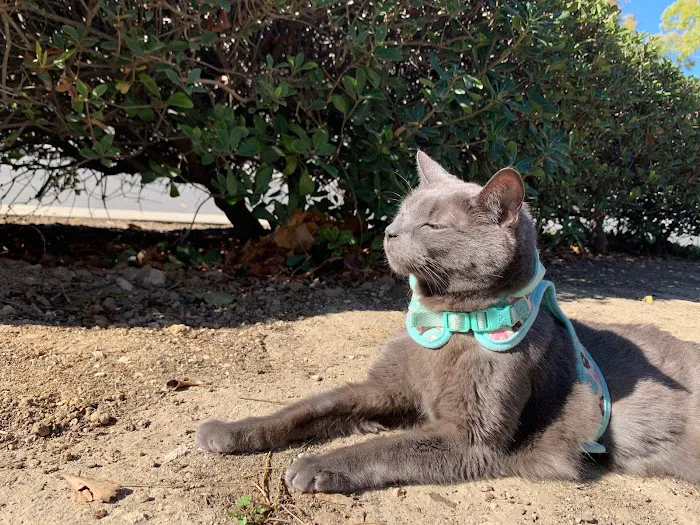 Dr. Battier's Veterinary Clinic Picture 3