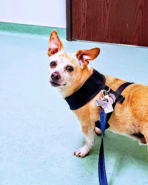 Dr. Battier's Veterinary Clinic Picture 5