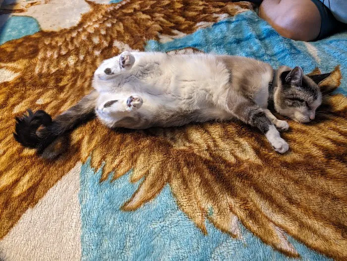 Dr. Battier's Veterinary Clinic Picture 6