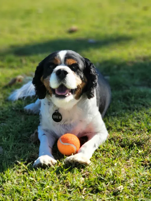 Camarosa Veterinary Clinic Picture 1