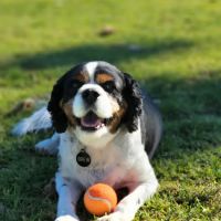 Camarosa Veterinary Clinic ico