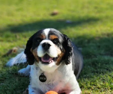 Camarosa Veterinary Clinic