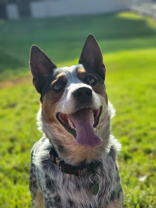 Camarosa Veterinary Clinic Picture 3