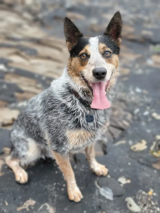 Camarosa Veterinary Clinic Picture 2