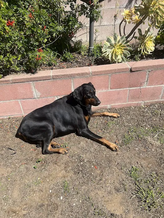 Camarosa Veterinary Clinic Picture 5