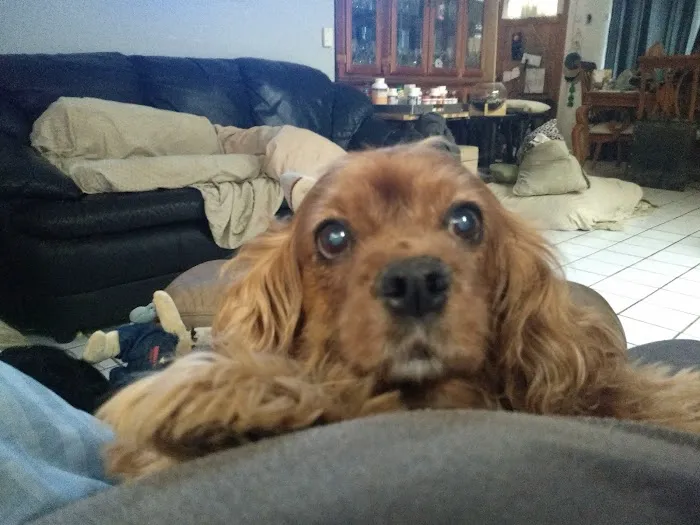 Camarillo Veterinary Hospital Picture 3