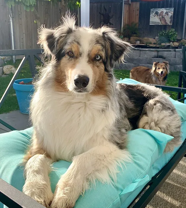 Camarillo Veterinary Hospital Picture 8