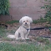 Pleasant Valley Animal Hospital ico