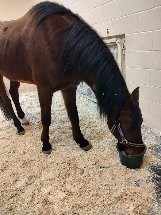 West Coast Equine Picture 2